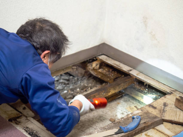 Best Mold Testing  in Woodbury Center, CT