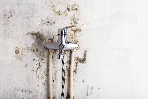 Best Same-Day Mold Removal  in Woodbury Center, CT
