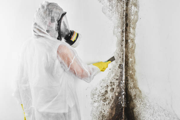 Best Mold Removal Process  in Woodbury Center, CT