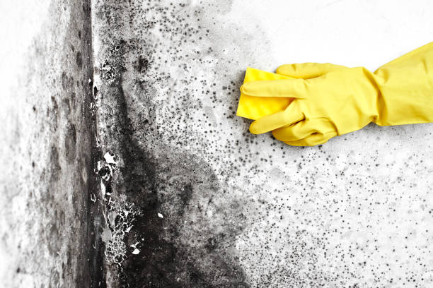 Best Commercial Mold Removal  in Woodbury Center, CT