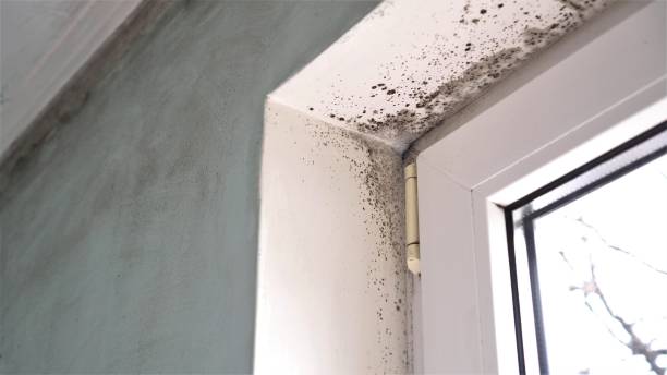 Crawl Space Mold Removal in Woodbury Center, CT