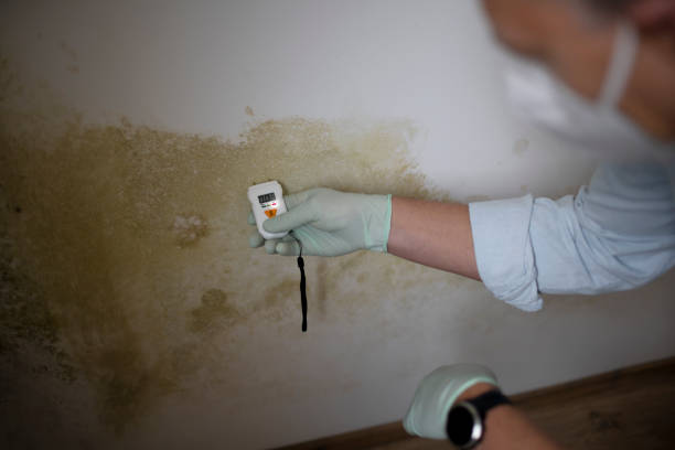 Best Certified Mold Removal  in Woodbury Center, CT