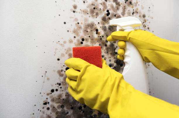 Reliable Woodbury Center, CT Mold Removal Solutions