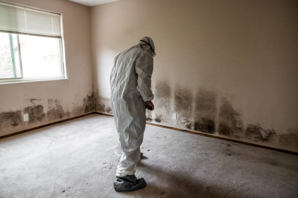 Best Mold Removal Company Near Me  in Woodbury Center, CT