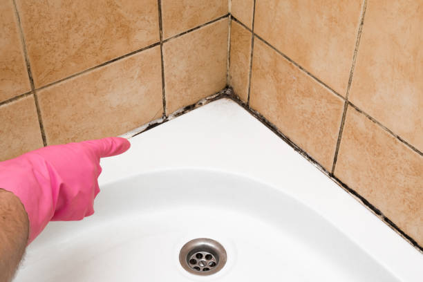 Best Office Mold Removal Services  in Woodbury Center, CT